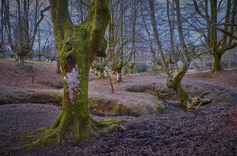Bend of the stream and trees in the beech forest of otzarreta Photos