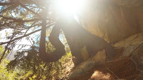 Bended deodar among rocks in high mountains Himalaya sun shines through branches Stock Footage 106110005