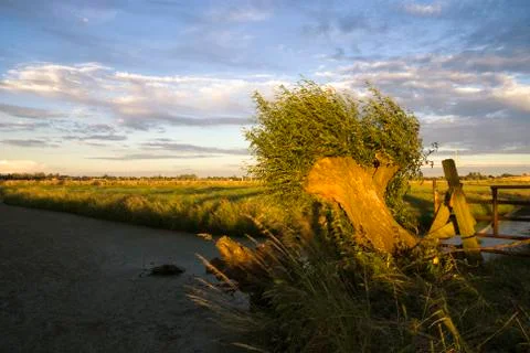 Bended willow tree Stock Photos