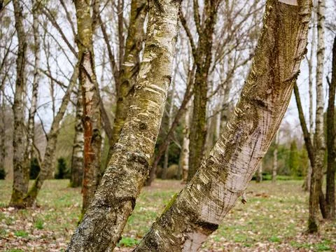 Bending 2 tree trunks of a birch, grove Stock Photos
