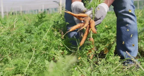 Bending in carrot patch male farmer gripping carrots in gloves and shaking soil Vídeos de archivo 314655134