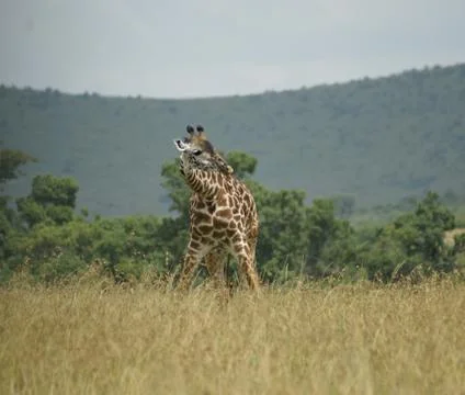 Bending giraffe Stock Photos