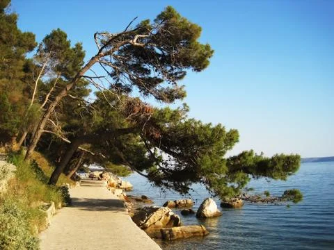 Bending pine tree Stock-Fotos