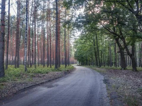 Bending rural path separating coniferous and deciduous forests. Stock Photos