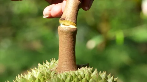 Bending Stem Joint to Prove Black Thorn Durian is Fully Ripe Stock Footage 335544752