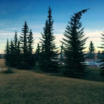 Bending tree top Stock Photos
