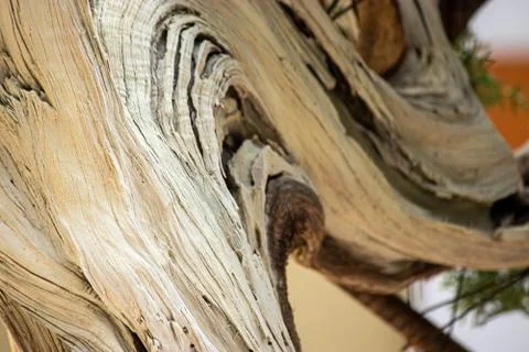 The bending trunk of a bonsai tree Stock Photos