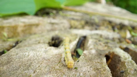 A bending yellow caterpillar on the tree Stock Footage 137137287