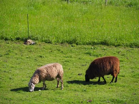 Bendones Stock Photos