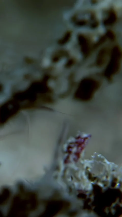 Beneath Antarctic Waves Antarctic Krill Shrimp Grazes 库存影片 328908192
