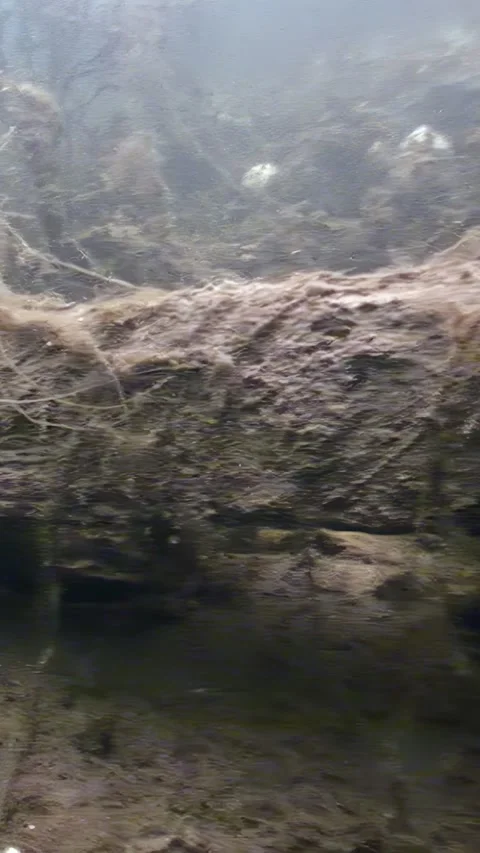 Beneath Arctic Ice Flows, a Cold Water Ecosystem Unveiled Stock Footage 320010574