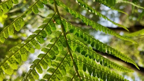 Beneath the Fern – A Dance in the Wind Stock Footage 310457235