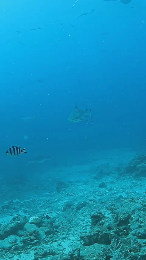 Beneath fiji's waves schools of sergeant major fish glide in turquoise depths Stock Footage 319537587