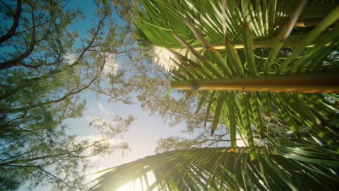 Beneath the Green Palms and Underneath the Bright Blue Sky, Nature Flourishes Stock Footage 314581053