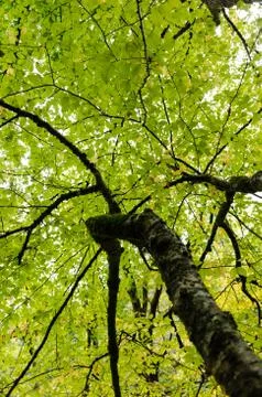 Beneath green tree canopy in forest Stock Photos