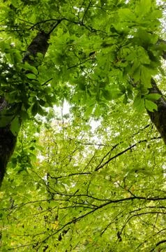 Beneath green tree canopy in forest Stock Photos
