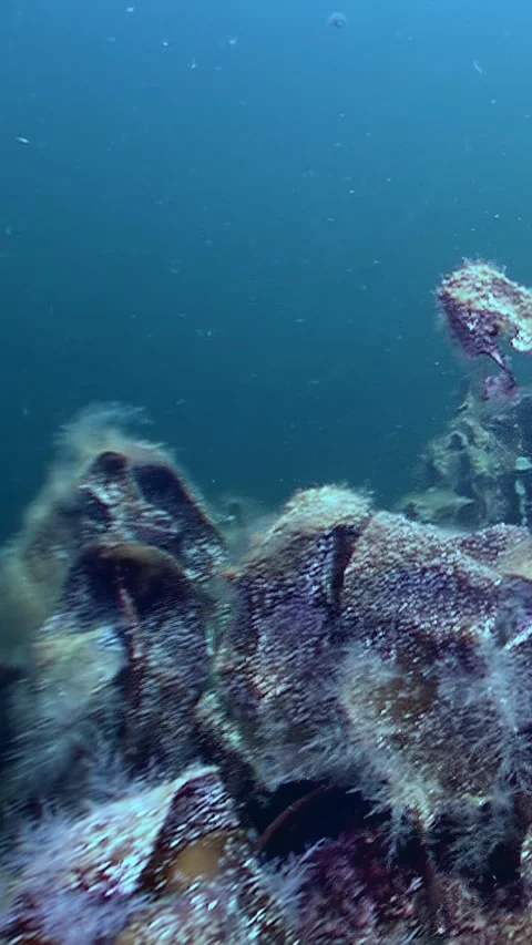 Beneath the Ice Ocean Floor, Arctic Marine Life, Underwater at North Pole Stock Footage 328906073