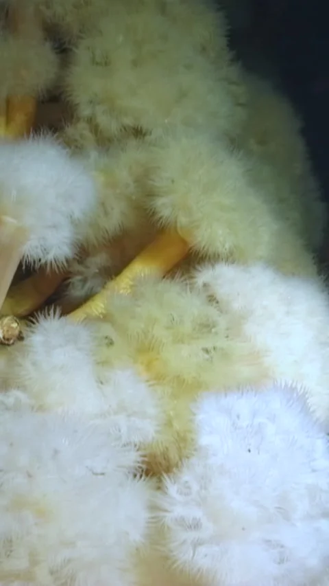 Beneath icy waves Soft Corals sway in Arctic White Sea habitat 库存影片 314745908