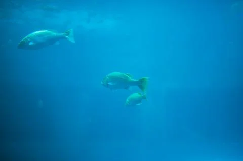 Beneath the Ocean Surface with Three Fish Swimming in Clear Blue Water Stock Photos