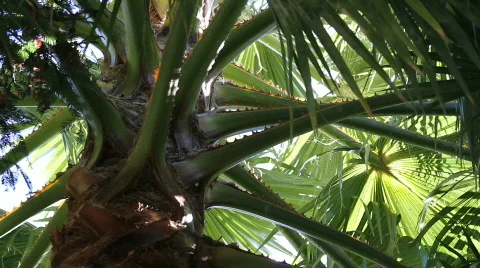 Beneath a palm tree close up on limbs Stock-Footage 564840