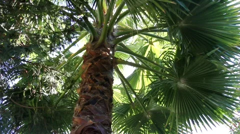 Beneath a palm tree Video stock 565088