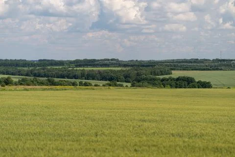 Beneath a sky filled with fluffy clouds golden fields cover the ground as gre Фото