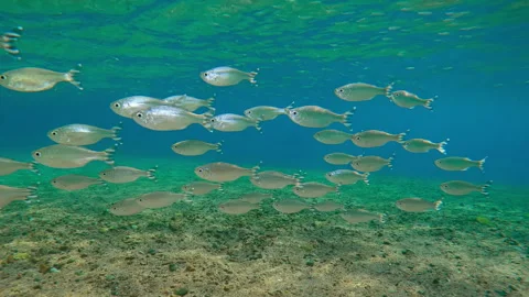 Beneath sunlight, Barred Flagtail swim through shallow waters, their scales Video stock 316827182