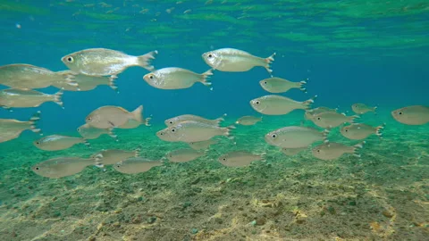 Beneath sunlight, Barred Flagtail swim through shallows, their scales shining Video stock 329079251