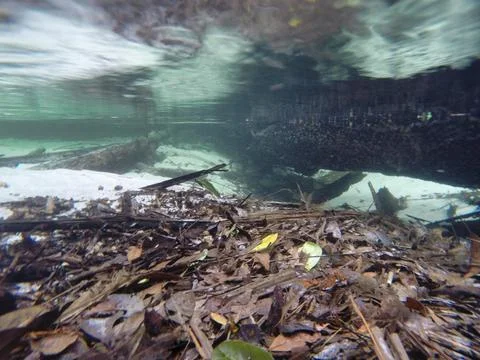 Beneath the Surface Exploring Underwater River Scenes with Organic Debris and Stock Photos