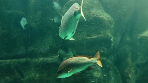 Beneath the Surface: Exploring the Vivid World of Marine Fish Stock Footage 262962330