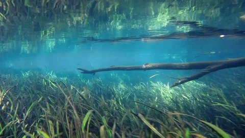 Beneath the Surface - Ichetucknee River Stock Footage 89354926