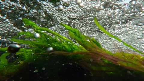 Beneath surface of mountain stream, many air bubbles float above green algae Stock Footage 329124887