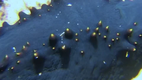 Beneath surface, Sea Cucumber spikes with glowing tips in the Pacific Stock Footage 314132906