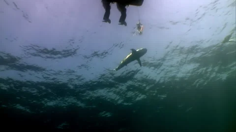 Beneath the Surface Shadows, Boaters Float Above Mysterious Depths Stock-Footage 319536345