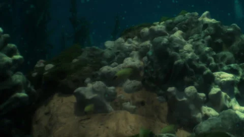 Beneath the Surface of a Vibrant Underwater Paradise With Fish Swimming Vídeos de archivo 344910131