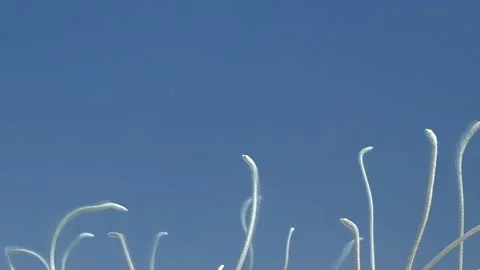 Beneath the surface where sea sand eels sway in harmony in the Red Sea Stock Footage 311370515
