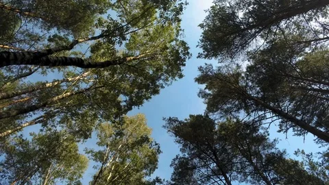 Beneath the trees Stock Footage 115317708