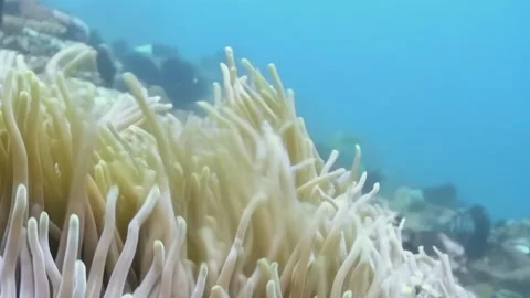 Beneath Turquoise Seas Clownfish Finds Sanctuary in Anemone Home, Palau Stock-Footage 344482995