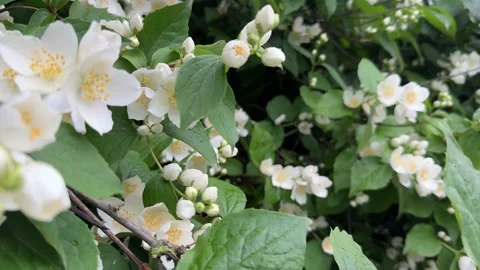 Beneath the twilight sky, a vibrant jasmine bush erupts in a cascade Видео 321153466