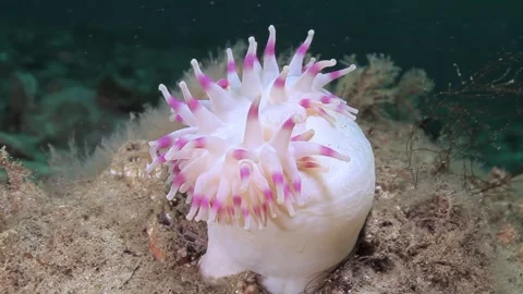 Beneath the Waves a Dazzling Display of Sea Anemone Beauty Video stock 327571264