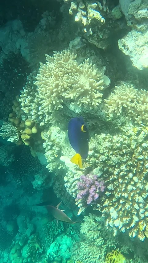 Beneath the Waves: An Impressive Underwater Scene Featuring Vibrant Coral Reefs 库存影片 330095542