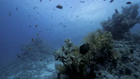 Beneath the waves looking to surface Video stock 233396626