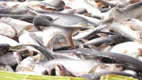 Beneath the Waves - A Visual Journey Through the World of Fish Video stock 327570695