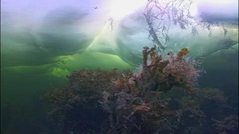 Beneath White Sea ice exploring aquatic arctic plantlife Stock Footage 314132454