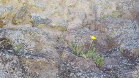 Benedictine monastery of Sant Pere de Rodes, Catalonia, Spain. Video stock 77457048