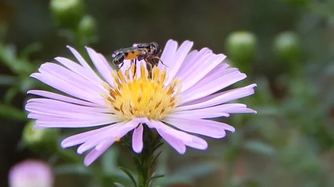 Beneficial hover fly eats pollen from purple aster flower Stock Footage 139351365