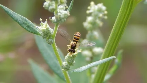 Benefitial Hover fly  feeds on pollen in the meadow Stock Footage 138720342