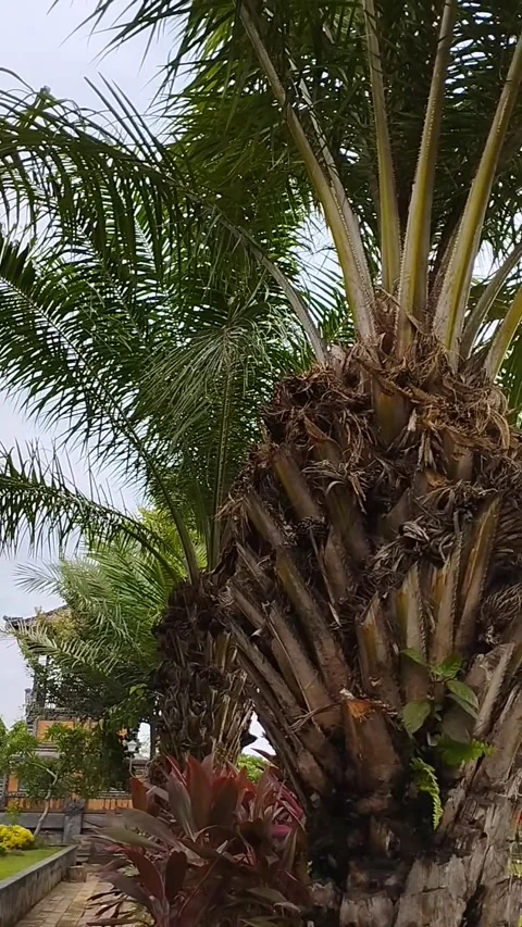 Benefits of palm trees Stock Footage 228805861