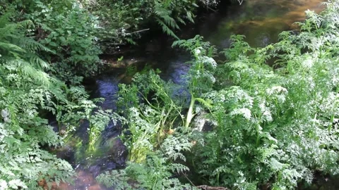 The benefits of walking in nature Stock Footage 287040491