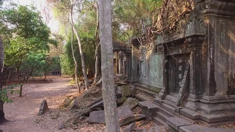 Beng Mealea Temple Interior Wall And Tree Stock Footage 73239397